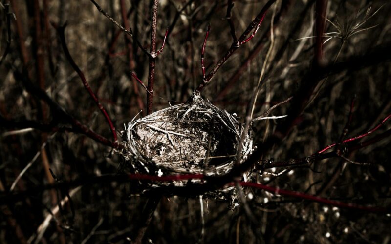 close up photography of bird nest