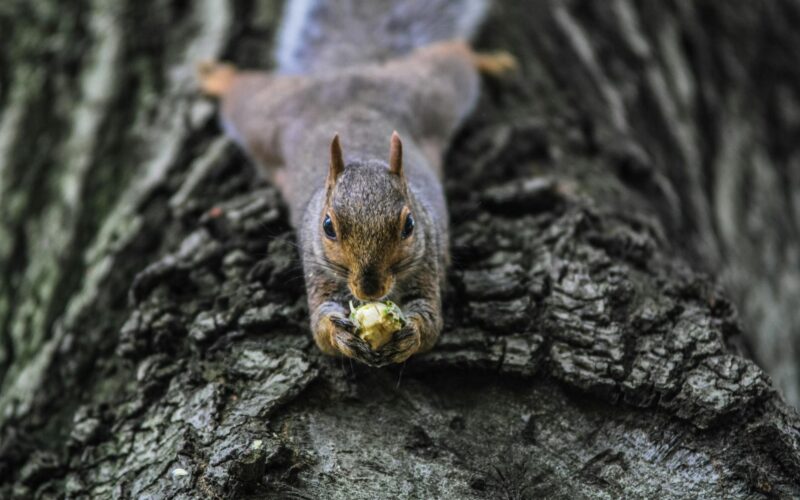 brown squirrel on tree bark